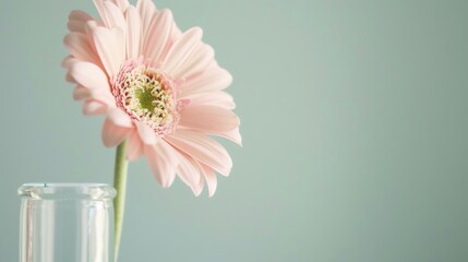 Spring & Summer Floral Beauty: Pink Roses, Purple Peonies, and Daisy Bouquets in Garden Arrangements