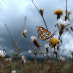 Photo of macro of butterfly on flower no visible body overcas