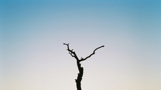 tree silhouette against blue sky