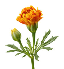 Obraz premium Vibrant marigold flower blooming in nature isolated on transparent background