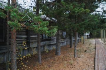 A serene view of a rustic cabin framed by pine trees and a wooden path in a peaceful woodland setting.