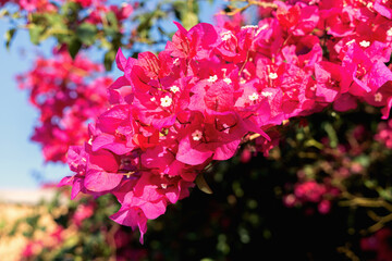 Bright bougainvillea branch with vibrant pink blossom. High quality photo