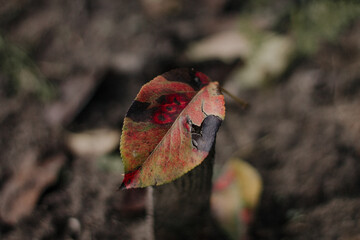 red autumn leaf