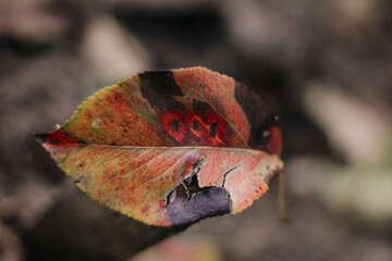 red leaf in the autumn
