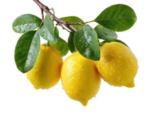 Harvesting fresh lemons from garden tree nature vibrant isolated on transparent background