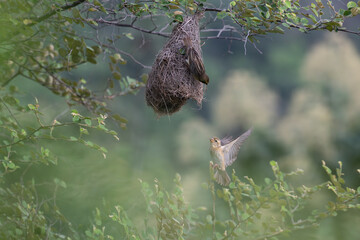 Two Baya weaver birds in action, one in mid flight with its wings spread and another one is clinging at the nest with well blurred lush green background with leaves.