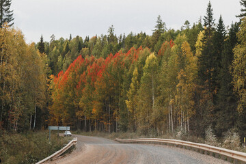 A winding dirt road meanders its way through a picturesque forest, showcasing trees that are beautifully changing colors with the season