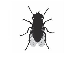 Fruit Fly top view in silhoette white background.