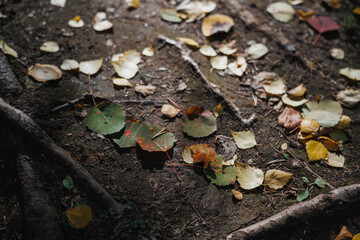 A stunning and beautiful composition showcasing fallen leaves along with earthy textures found in nature