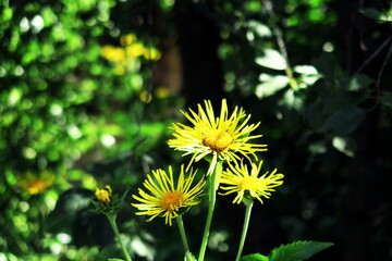 Fleurs jaunes (Inula helenium, grande aunée) aux pétales ciselés dans le soleil.