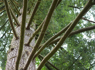 a close-up view of dense branches and needles of a fir tree against a bright sky