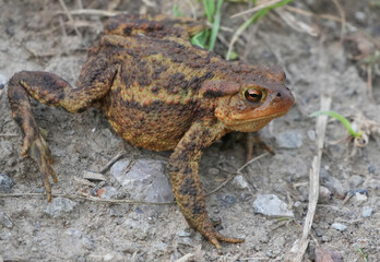 a common toad (bufo bufo) with brown and orange skin sits on the ground in a close-up