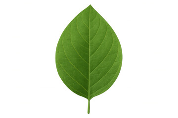 Green leaf showing fresh texture and detailed veins, symbolizing growth, nature, and organic elements, transparent background
