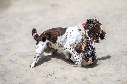 Springer Spaniel and Bodeguero have fun playing on Spanish beach
