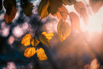Sunlit autumn foliage of white poplar trees in Seville