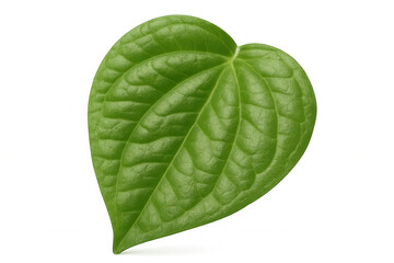 Obraz premium Betel leaf, heart-shaped green plant element, featuring fresh herb, health, and natural properties, transparent background