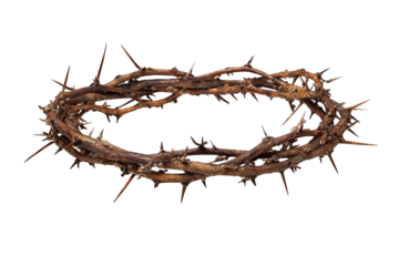 Tight oval crown of thorns made from intertwined stems with dark bark and sharp spikes, viewed slightly from above, detailed texture, isolated on transparent background.
