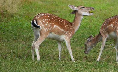 a brown spotted fallow deer (dama dama) fawn eats a green pear in a grassy meadow