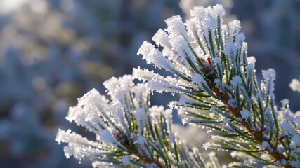 Closeup of a pine tree branch covered in sparkling white hoarfrost and ice crystals glistening in the bright winter sunlight creating a beautiful and serene natural scene in a cold forest landscape. - Powered by Adobe