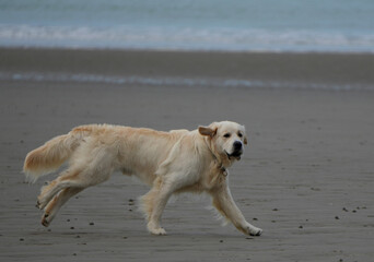 a happy golden retriever dog runs on the wet sandy beach by the blue ocean