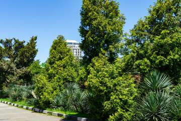 Lush Adler park Sochi resort scene features tall, verdant trees and exotic plants, with modern building visible in the background