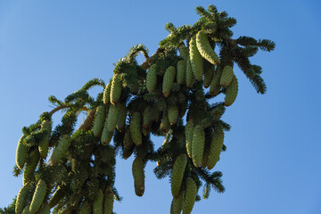 Green cones dangle from the upward-curving branches of coniferous tree spruce (Picea abies) against clear blue sky