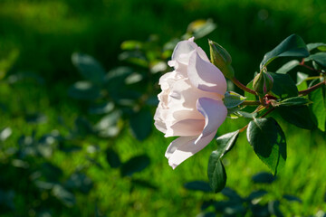 Close-up of single light pink rose in full bloom, surrounded by green leaves, with blurred garden background highlighting the natural texture and delicate petals