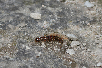 a fuzzy brown and red garden tiger moth caterpillar (arctia caja) crawls on a grey stone ground in close-up