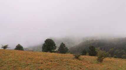 morning in the forest