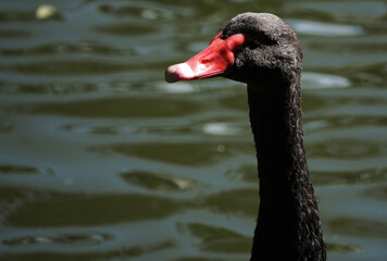 Fototapeta premium a close-up of a black black swan (cygnus atratus) head and neck with a red beak