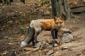 Rotfuchs im Wildpark Wernigerode