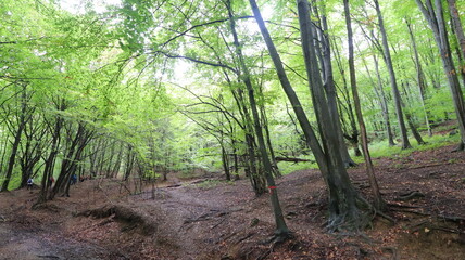 bamboo forest in thailand