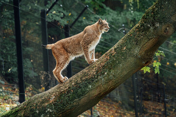 Ein Luchs auf einem Baumstamm