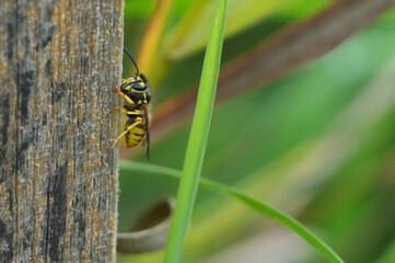 a yellow and black common wasp (vespula vulgaris) insect clings vertically to the textured wooden trunk of a tree