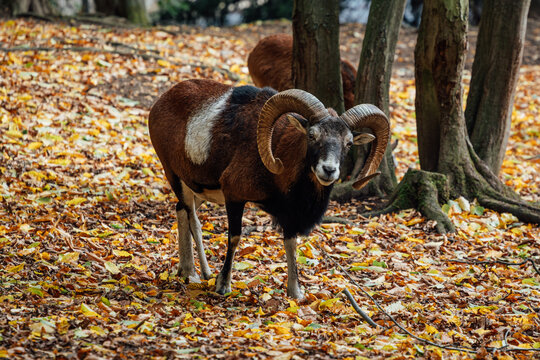 Mufflon im Herbst im Christiantal Wernigerode