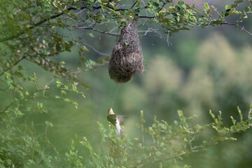 A beautiful  Baya weaver bird in action, hanging near it nest with  mouth in mid flight  and well blurred lush green background with leaves.
