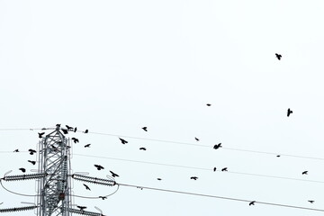 高圧鉄塔とカラス