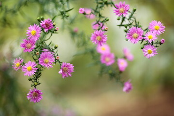 ピンクのアスター