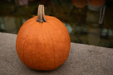 Single orange pumpkin near pond on stone surface in autumn