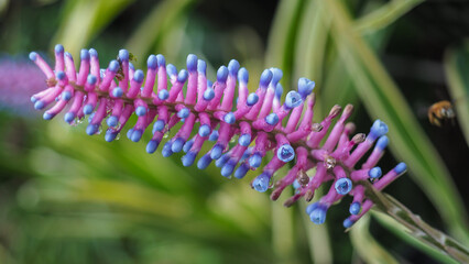 Aechmea gamosepala, also known as the Matchstick Bromeliad. 