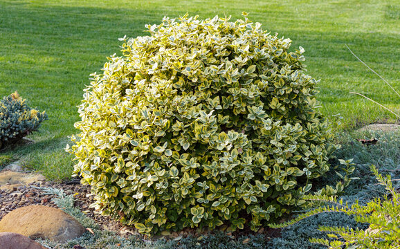 Golden euonymus shrub with variegated leaves