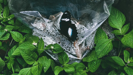 A lone black butterfly rests on a plastic bag amidst lush green foliage, captured in a close-up, natural light setting