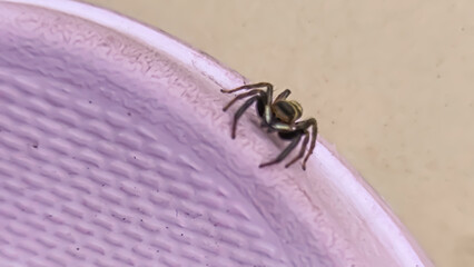 Close-up macro shot of a small spider with intricate details on its body, on the textured surface of a purple rubber foot mat