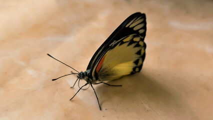 Obraz premium Butterfly basking on a warm surface in the sunshine