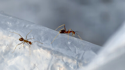 Two small, reddish ants crawl on a translucent plastic surface.