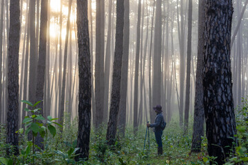 Asian hiker is using trekking pole while exploring in pine forest for surveying and discovering the rare biological diversity and ecologist on the field study concept