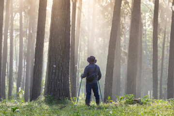 Asian hiker is using trekking pole while exploring in the pine forest for surveying and discovering the rare biological diversity and ecologist on the field study