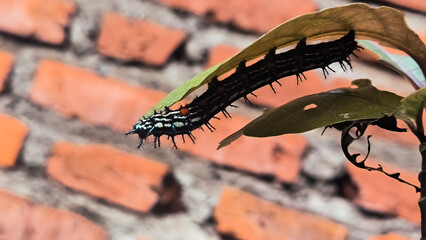 A striking black spiky caterpillar with colorful accents rests on a lush green leaf against a...