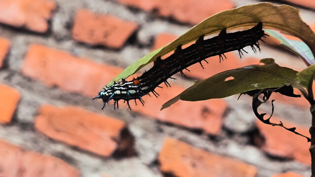 A striking black spiky caterpillar with colorful accents rests on a lush green leaf against a rustic brick wall - Powered by Adobe