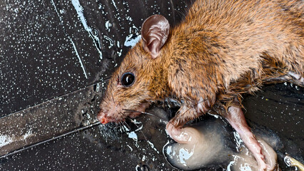A common brown house rat caught in a sticky black glue trap, an effective but controversial pest control method
